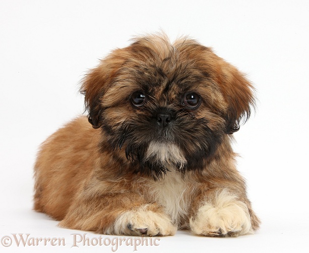 Brown Shih-tzu pup lying with head up, white background
