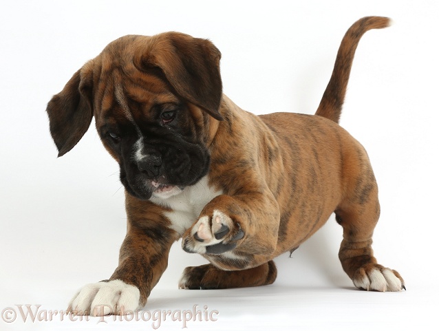 Boxer puppy, 8 weeks old, playfully raising a paw, white background