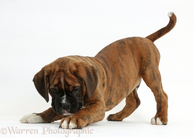 Boxer puppy, 8 weeks old, in play-bow, white background