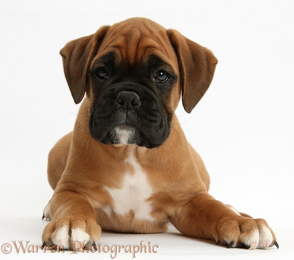 Boxer puppy, Boris, 12 weeks old, white background