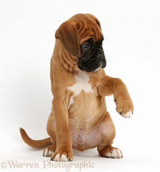 Boxer puppy, Boris, 12 weeks old, with raised paw, white background