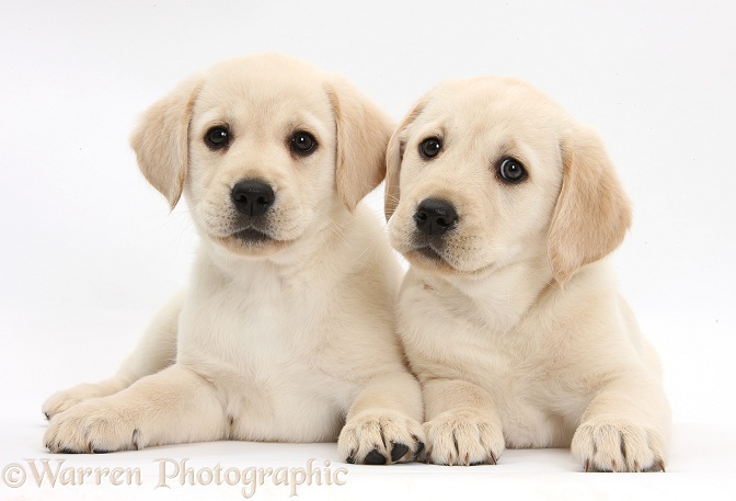 Yellow Labrador Retriever puppies, 8 weeks old, lying with heads up, white background