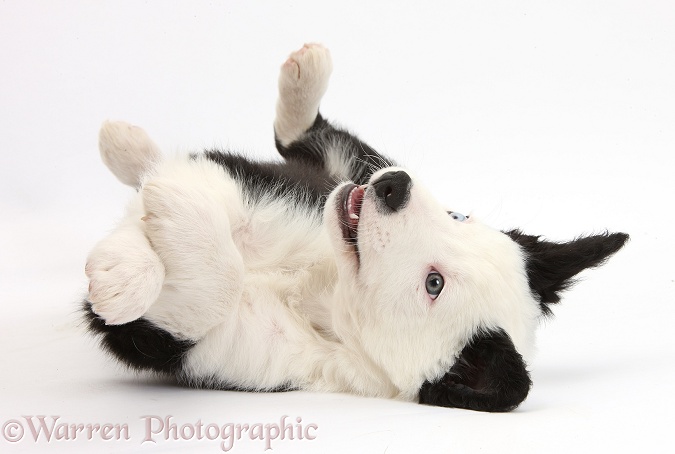 Black-and-white Border Collie puppy rolling on his back, white background