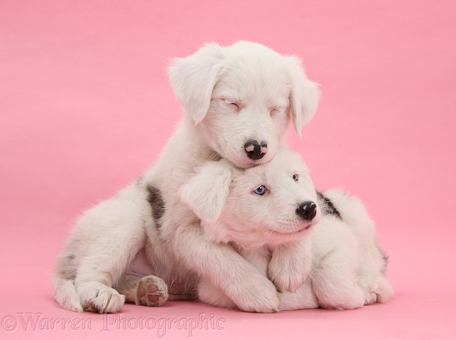 Mostly white Border Collie pups, Dash and Gracie, 8 weeks old, on pink background. One is unilaterally deaf and the other half deaf