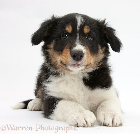 Tricolour Border Collie pup, Drift, 8 weeks old, lying with head up, white background