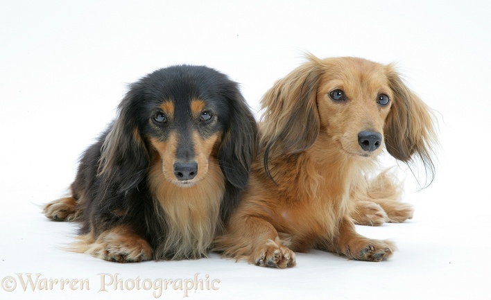 Two miniature longhaired Dachshunds, white background