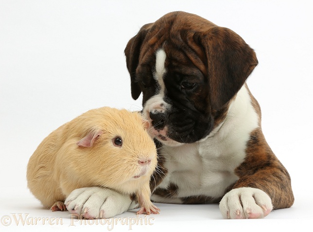 Boxer puppy, 8 weeks old, with yellow Guinea pig, white background