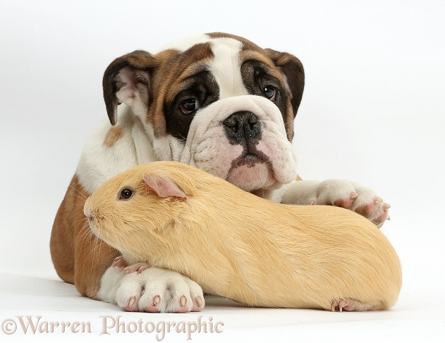 Bulldog puppy, 12 weeks old, with yellow Guinea pig, white background