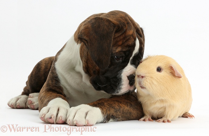 Boxer puppy, 8 weeks old, with yellow Guinea pig, white background
