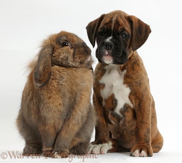 Boxer puppy, 8 weeks old, with Lionhead-Lop rabbit, Dibdab, white background