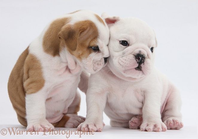 White and brown-and-white Bulldog puppies, 5 weeks old, white background