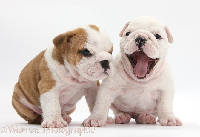 White and brown-and-white Bulldog puppies, 5 weeks old, white one yawning, white background