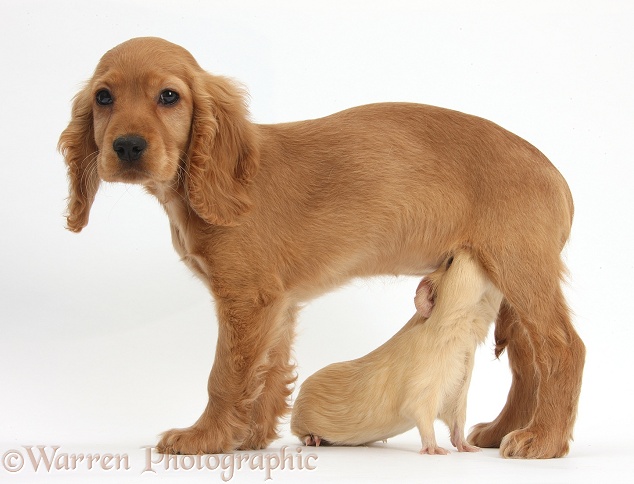 Golden Cocker Spaniel puppy, Maizy, being sniffed in a embarrassing way by yellow Guinea pig, white background