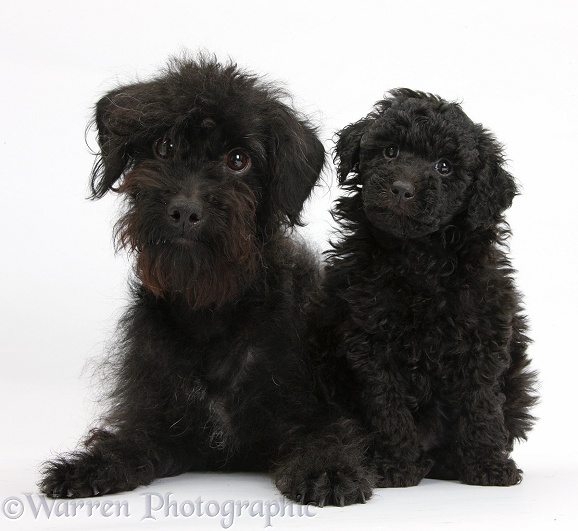 Black Labradoodle mother and puppy, white background