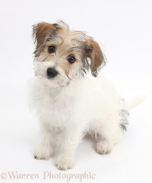 Bichon Frise x Jack Russell Terrier puppy, Bindi, 12 weeks old, sitting, white background