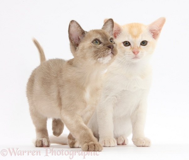 Burmese kittens, white background