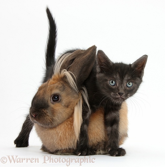 Black kitten and Lionhead-cross rabbit, white background
