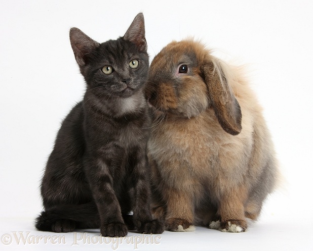 Smoke black kitten and Lionhead-Lop rabbit, Dibdab, white background