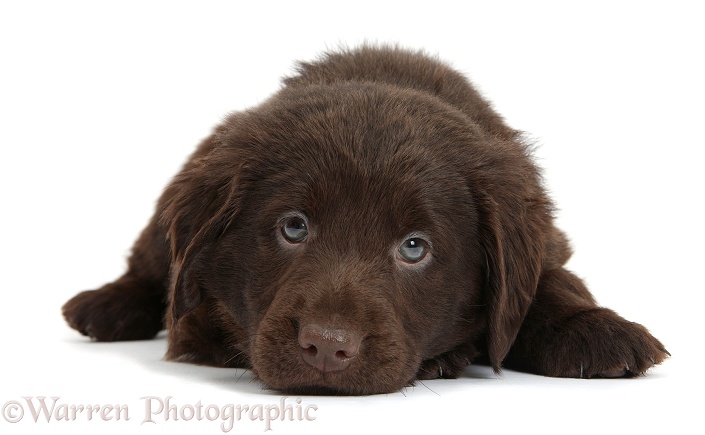 Liver Flatcoated Retriever puppy, 6 weeks old, lying with chin on the floor, white background