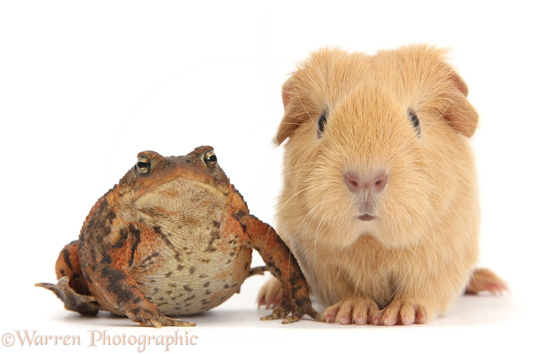 European Common Toad (Bufo bufo) and baby yellow Guinea pig, white background