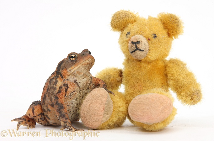 European Common Toad (Bufo bufo) and tiny teddy bear, white background