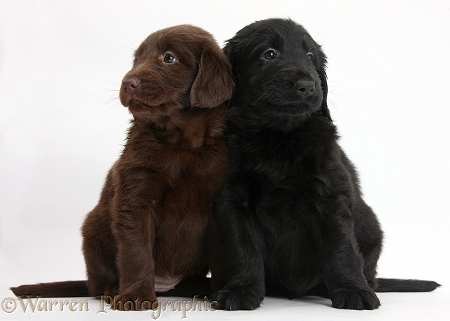 Liver and black Flatcoated Retriever puppies, 6 weeks old, together, white background