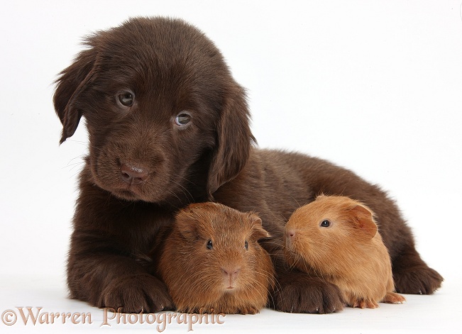 Liver Flatcoated Retriever puppy, 6 weeks old, with two baby Guinea pigs, white background