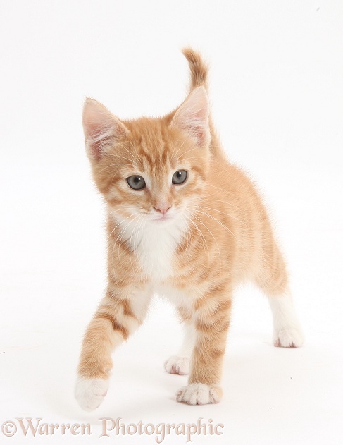 Ginger kitten, Tom, 9 weeks old, walking, white background