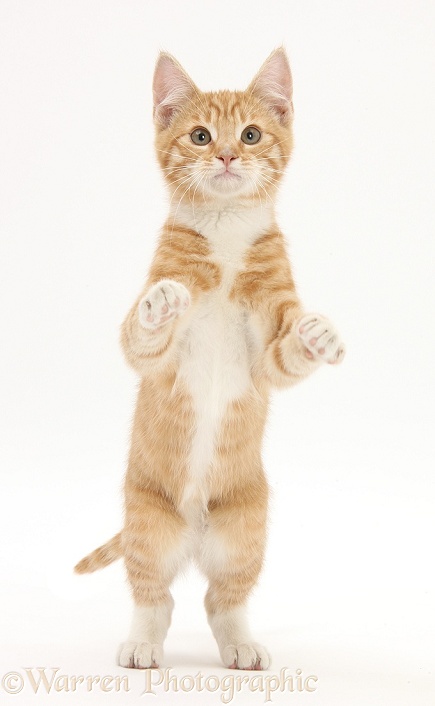 Ginger kitten, Tom, 3 months old, standing with paws raised, white background