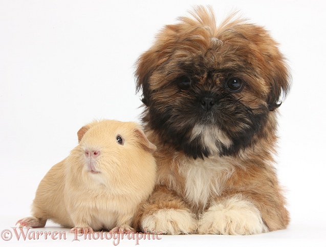 Brown Shih-tzu pup and yellow Guinea pig, white background