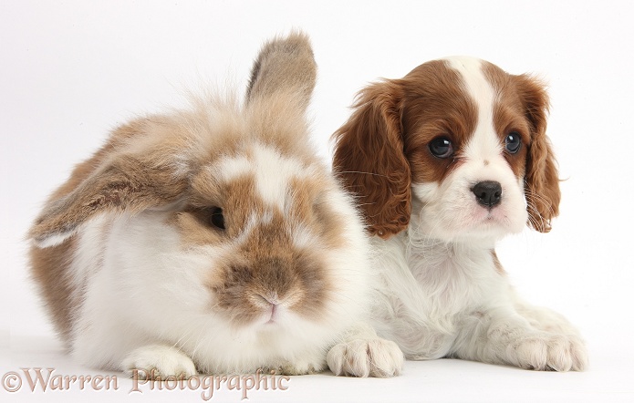 Blenheim Cavalier King Charles Spaniel puppy with brown-and-white rabbit, white background
