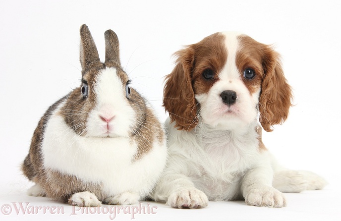 Blenheim Cavalier King Charles Spaniel puppy and and Netherland Dwarf rabbit, white background