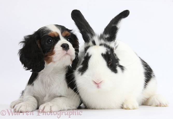 Tricolour Cavalier King Charles Spaniel puppy with black-and-white rabbit, Bandit, white background
