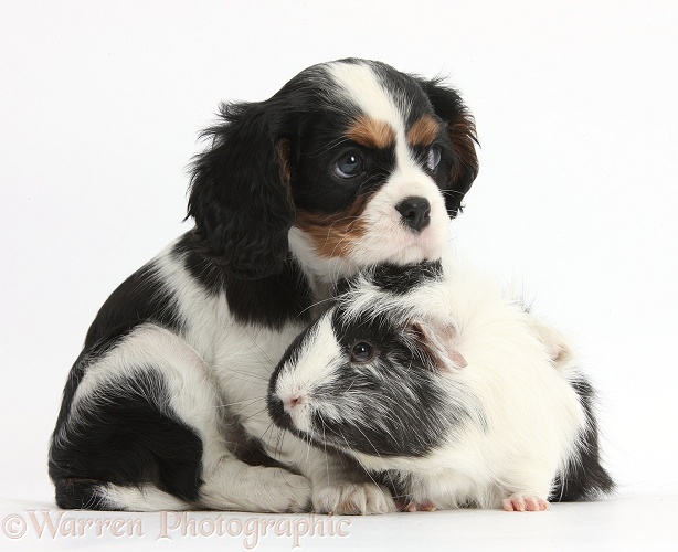 Tricolour Cavalier King Charles Spaniel puppy with black-and-white Guinea pig, white background