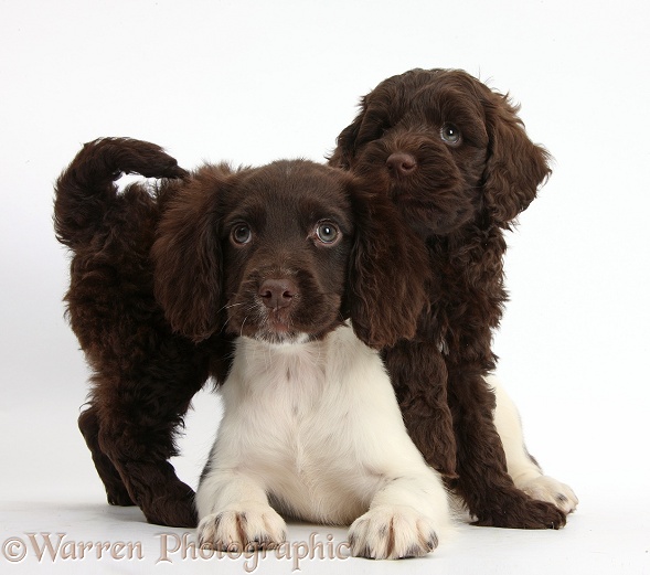 Chocolate-and-white Cocker Spaniel puppy and chocolate Goldendoodle puppy, white background