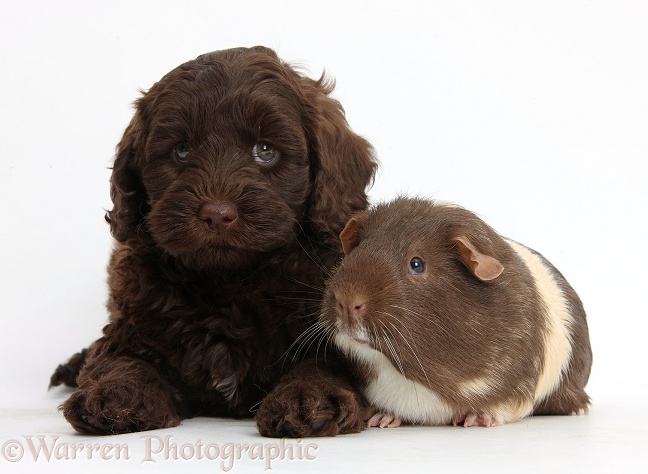 Cute chocolate Toy Goldendoodle puppy and Guinea pig, white background