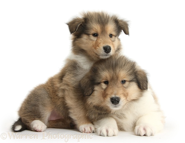Two sable Rough Collie pups, 7 weeks old, white background