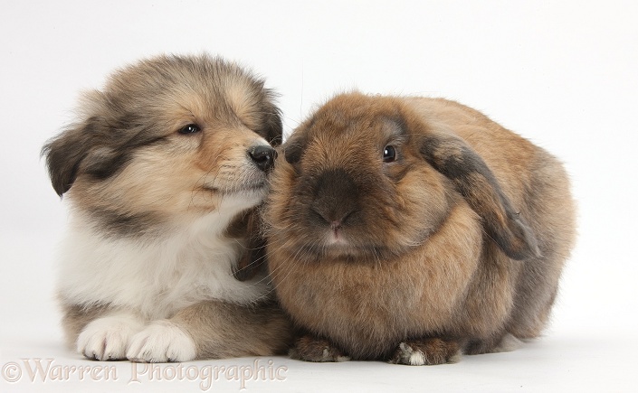 Sable Rough Collie puppy, 7 weeks old, with Lionhead Lop rabbit, Dibdab, white background