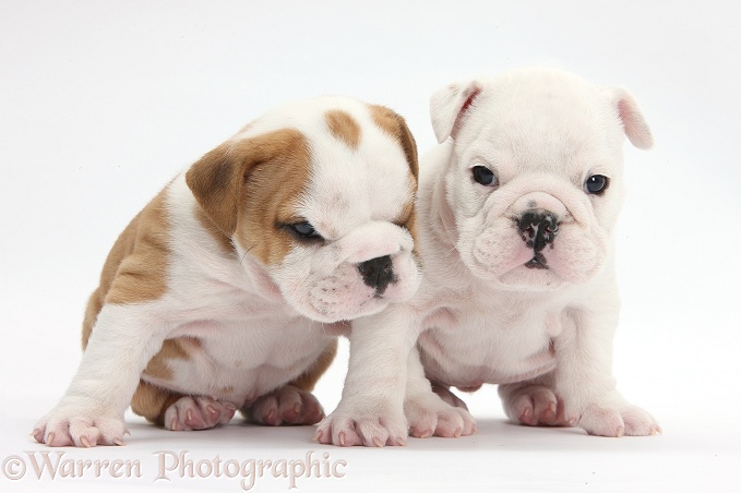 White and brown-and-white Bulldog puppies, 5 weeks old, white background