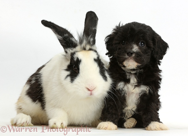 Cute black-and-white Cavapoo pup and black-and-white rabbit, Bandit, white background