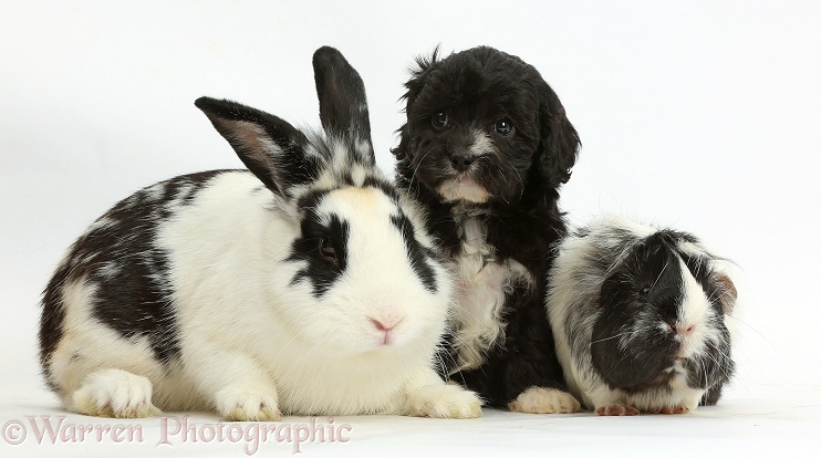 Cute black-and-white Cavapoo pup with black-and-white rabbit, Bandit, and black-and-white Guinea pig, white background
