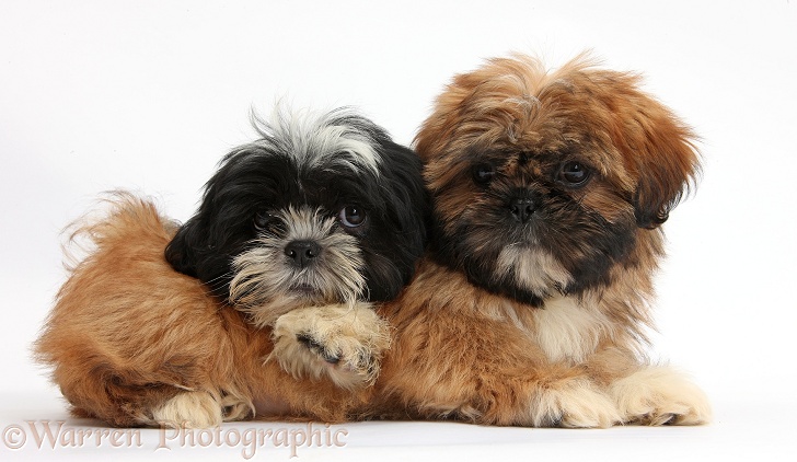 Brown and black-and-white Shih-tzu puppies, white background