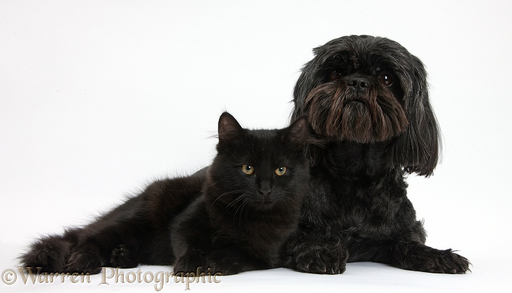 Black Shih-tzu pup and black Maine Coon kitten, white background