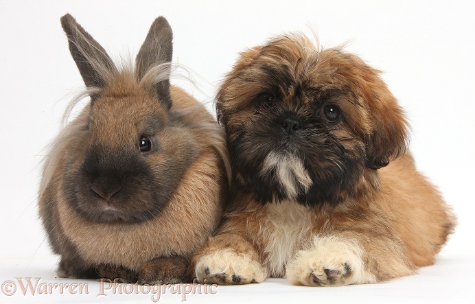 Brown Shih-tzu pup and rabbit, white background