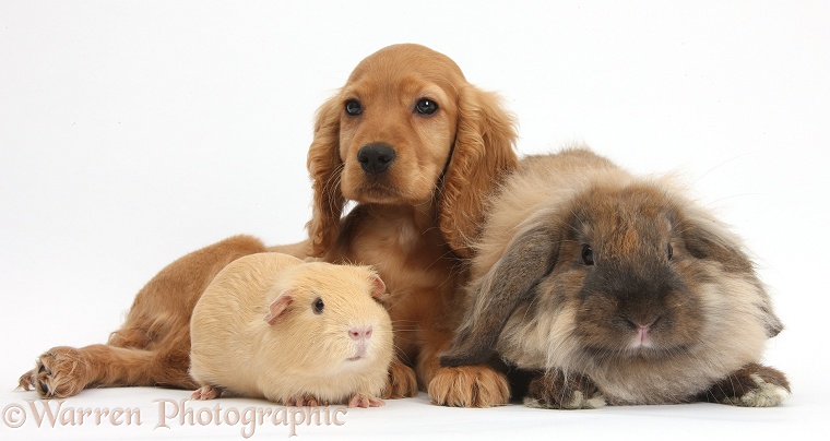 Golden Cocker Spaniel puppy, Maizy, with fluffy Lionhead-Lop rabbit, Dibdab, and yellow Guinea pig, white background