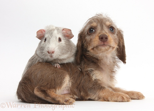 Cute Daxiedoodle puppy and Guinea pig, white background