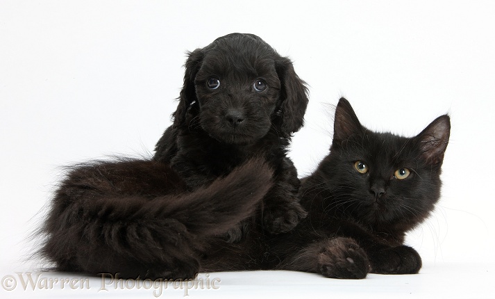 Black Maine Coon kitten and Cute Daxiedoodle puppy, white background