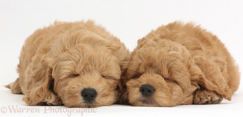 Cute sleeping F1b Goldendoodle puppies, white background