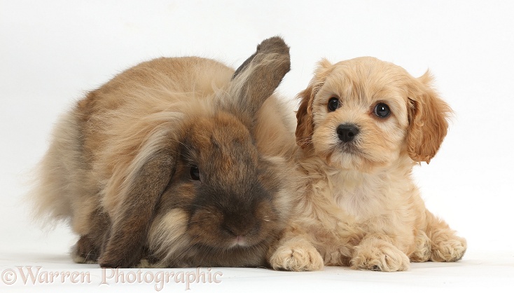 Cute Cavapoo pup and Lionhead-Lop rabbit, Dibdab, white background