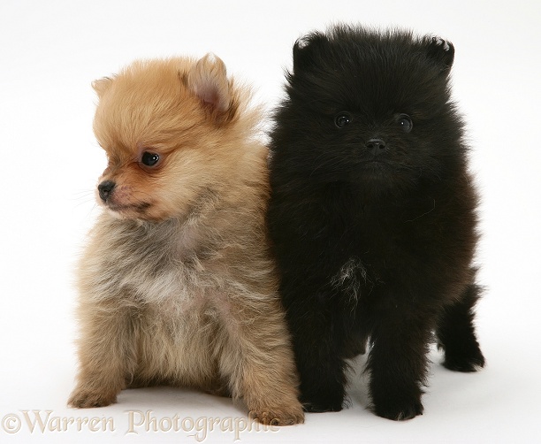 Black and sable Pomeranian pups, white background